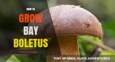 Cultivating Bay Boletus: A Comprehensive Guide to Growing These Delicious Mushrooms