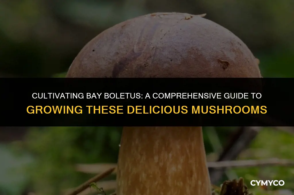 how to grow bay boletus