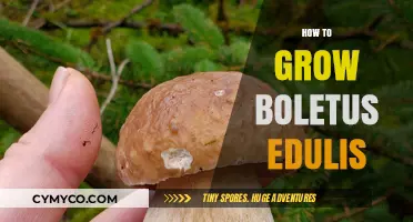 Cultivating Boletus Edulis: A Comprehensive Guide to Growing Your Own