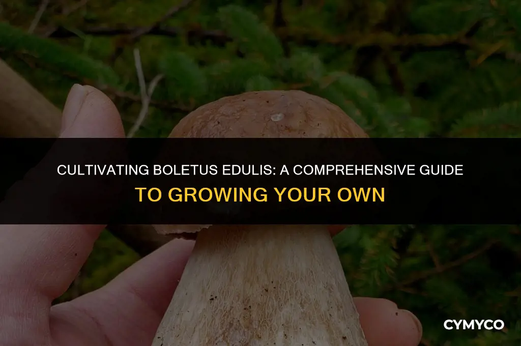 how to grow boletus edulis