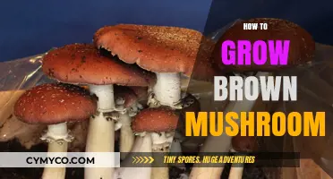 Cultivating Earthy Delights: A Guide to Growing Brown Mushrooms