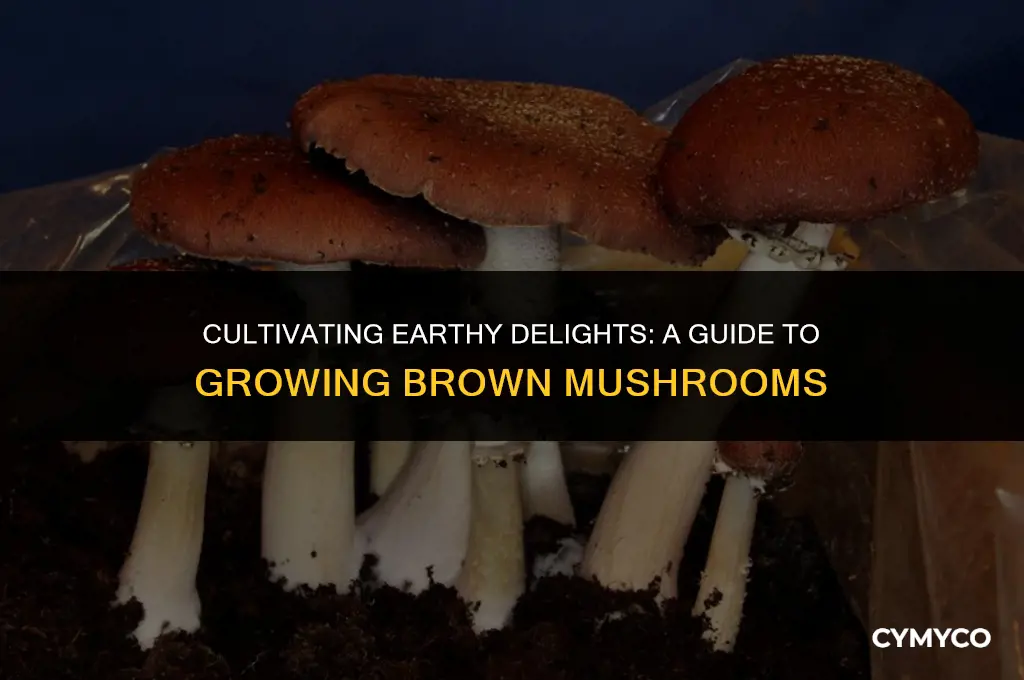 how to grow brown mushrooms