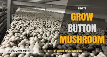 Cultivating Button Mushrooms: A Beginner's Guide to Homegrown Success