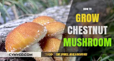 Mastering Chestnut Mushroom Cultivation: A Step-by-Step Growing Guide