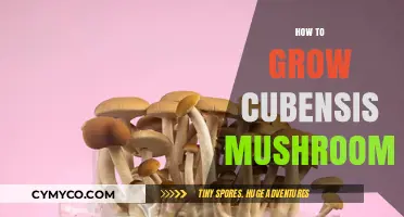 Cultivating Cubensis Mushrooms: A Comprehensive Guide for Beginners