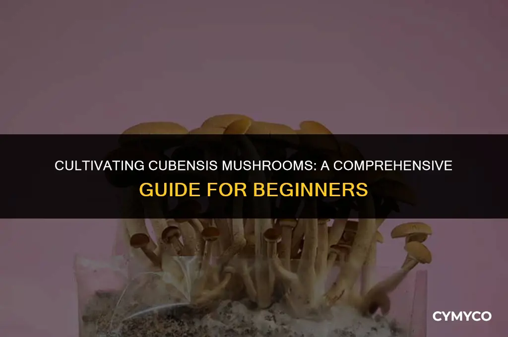 how to grow cubensis mushrooms