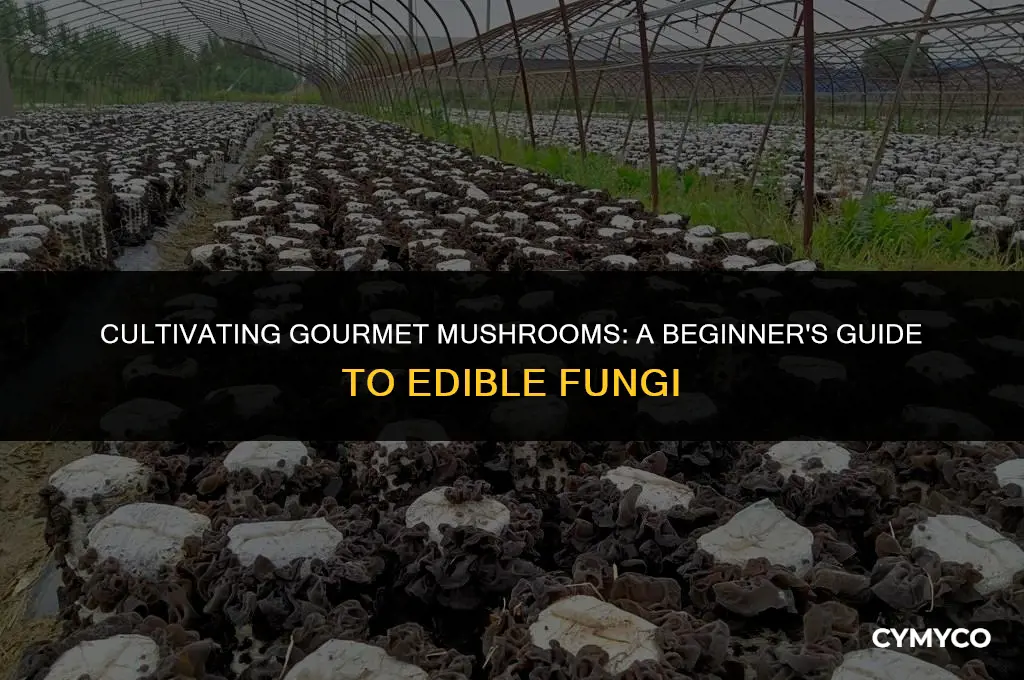 how to grow edible mushrooms