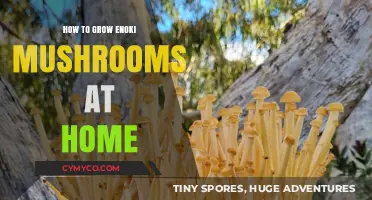 Mastering Enoki Mushroom Cultivation: A Beginner's Guide to Home Growing