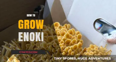 Mastering Enoki Cultivation: Simple Steps for Growing Your Own Mushrooms