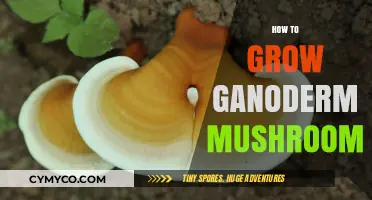 Cultivating Ganoderma Mushrooms: A Comprehensive Guide for Beginners