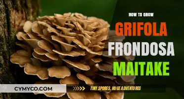 Cultivating Maitake: A Comprehensive Guide to Growing Grifola Frondosa