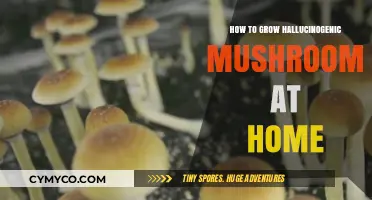 Cultivating Psychedelic Mushrooms: A Beginner's Guide to Home Growth
