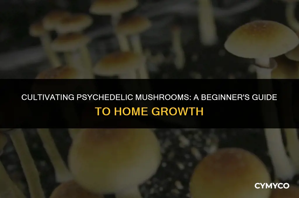 how to grow hallucinogenic mushrooms at home