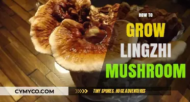 Cultivating Lingzhi Mushrooms: A Comprehensive Guide to Growth and Care