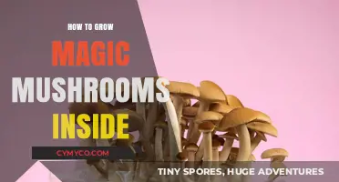 Cultivating Enchantment: A Guide to Growing Magic Mushrooms Indoors