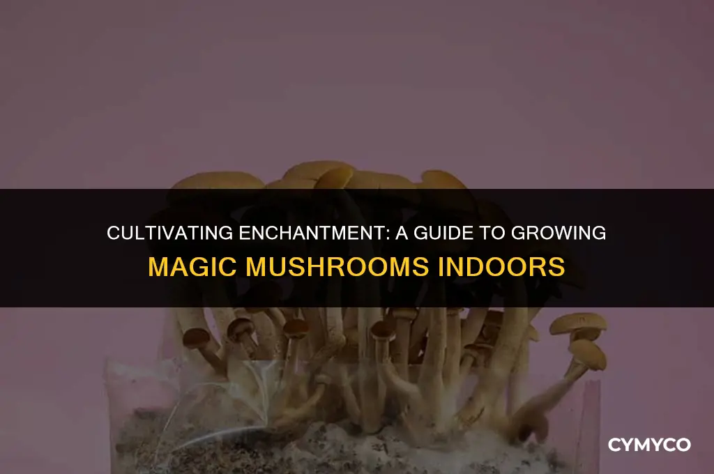 how to grow magic mushrooms inside