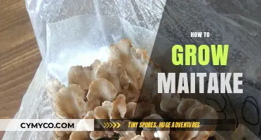 Mastering Maitake Cultivation: A Step-by-Step Guide to Growing Delicious Mushrooms
