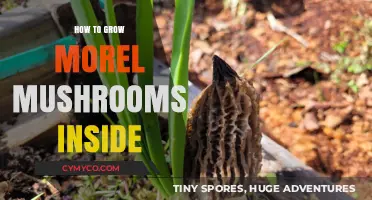 Cultivating Morel Mushrooms Indoors: A Comprehensive Guide