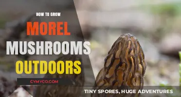 Mastering Morel Cultivation: Outdoor Growing Techniques for Abundant Harvests