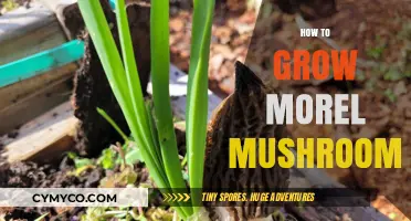 Cultivating Morel Mushrooms: A Comprehensive Guide to Growth and Care