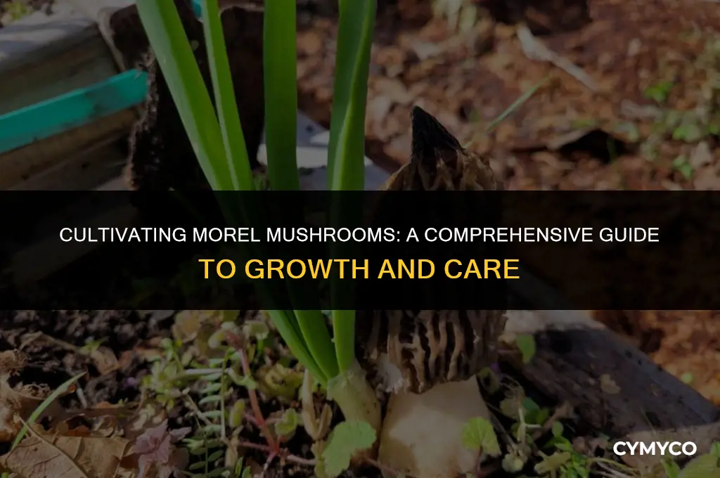 how to grow morel mushrooms