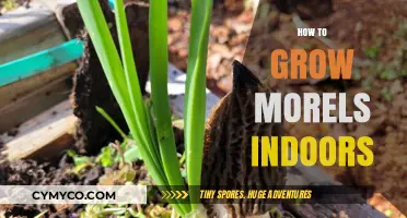 Cultivating Morel Mushrooms Indoors: A Beginner's Guide