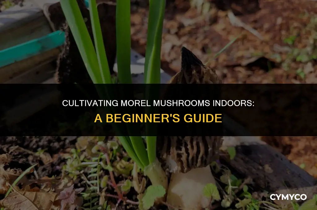 how to grow morels indoors