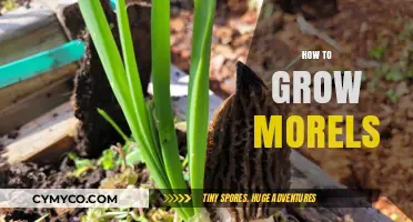 Cultivating Morel Mushrooms: A Comprehensive Guide to Growth and Harvesting