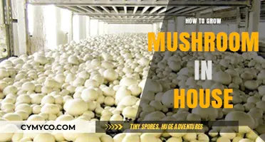 Cultivating Mushrooms at Home: A Beginner's Guide to Indoor Mycology