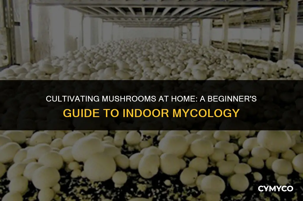 how to grow mushroom in house