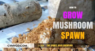 Cultivating Mushroom Spawn: A Step-by-Step Guide to Abundant Growth