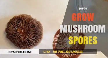 Cultivating Mushroom Spores: A Beginner's Guide to Mycological Growth