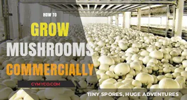 Cultivating Profits: A Guide to Commercial Mushroom Farming
