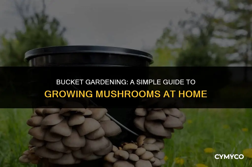 how to grow mushrooms in a bucket