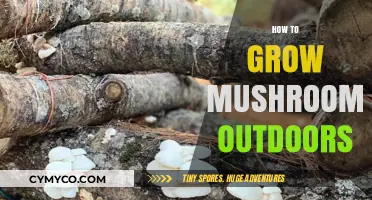 Cultivating Nature's Bounty: A Guide to Growing Mushrooms Outdoors