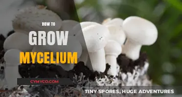 Mastering Mycelium Growth: A Step-by-Step Guide to Cultivating Fungal Networks