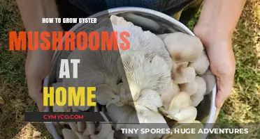 Cultivating Oyster Mushrooms: A Beginner's Guide to Homegrown Delights