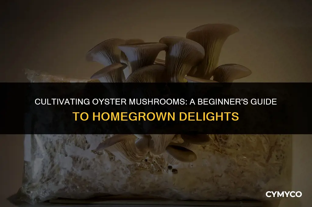 how to grow oyster mushrooms at home