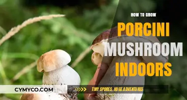 Cultivating Porcini Mushrooms Indoors: A Comprehensive Guide