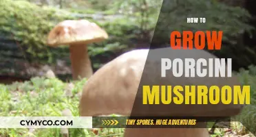 Cultivating Porcini Mushrooms: A Comprehensive Guide for Beginners
