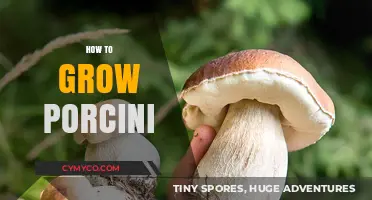 Cultivating Gourmet Porcini Mushrooms: A Beginner's Guide