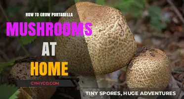 Cultivating Portabella Mushrooms: A Beginner's Guide to Homegrown Gourmet