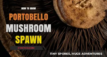 Cultivating Portobello Mushroom Spawn: A Comprehensive Guide
