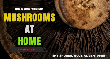Cultivating Portobello Mushrooms: A Beginner's Guide to Homegrown Gourmet