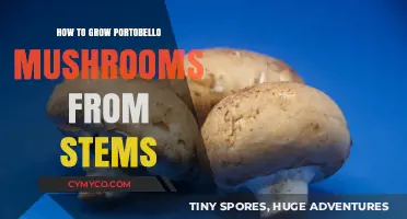 From Stem to Plate: A Beginner's Guide to Growing Portobello Mushrooms