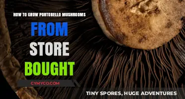From Store to Garden: Cultivating Portobello Mushrooms at Home