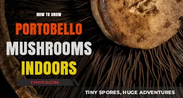 Cultivating Portobello Mushrooms Indoors: A Beginner's Guide