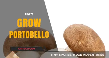 Mastering Portobello Cultivation: A Step-by-Step Guide to Growing Mushrooms
