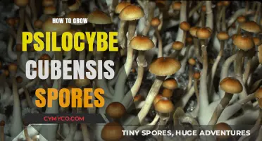 Cultivating Psilocybe Cubensis Spores: A Comprehensive Guide