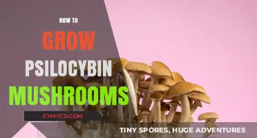 Cultivating Psilocybin Mushrooms: A Comprehensive Guide for Beginners